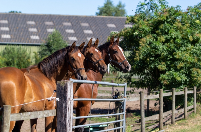 Jonge paarden