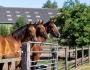 Jonge paarden
