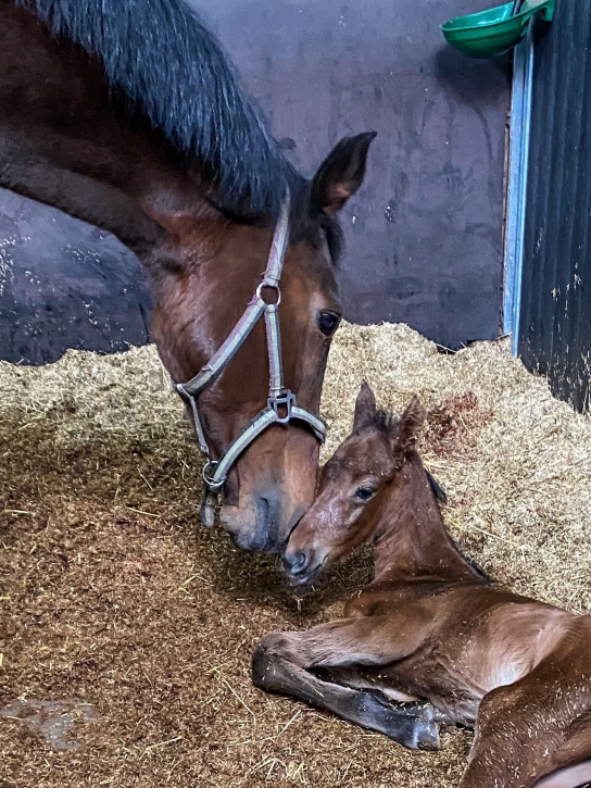 Sheran met Sherandeux FN