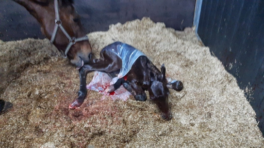 Sheran met Sherandeux FN